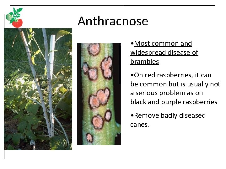 Anthracnose • Most common and widespread disease of brambles • On red raspberries, it