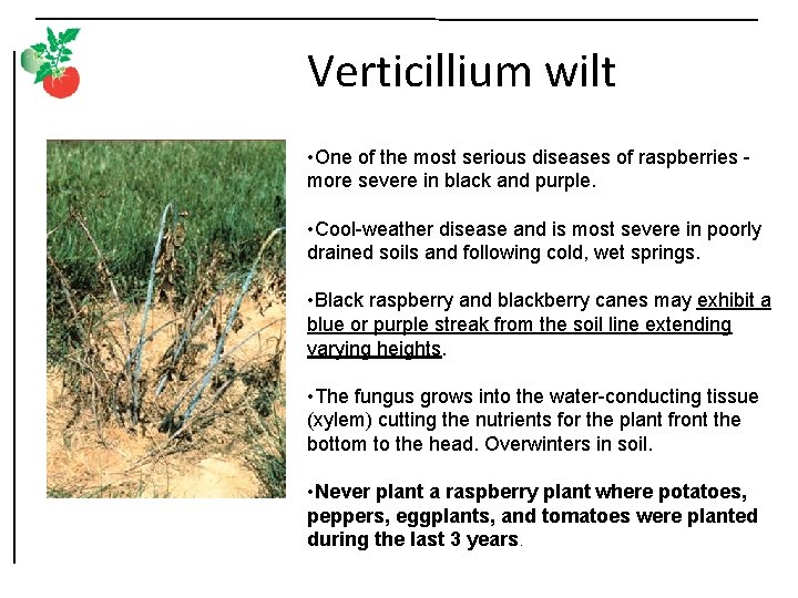 Verticillium wilt • One of the most serious diseases of raspberries more severe in