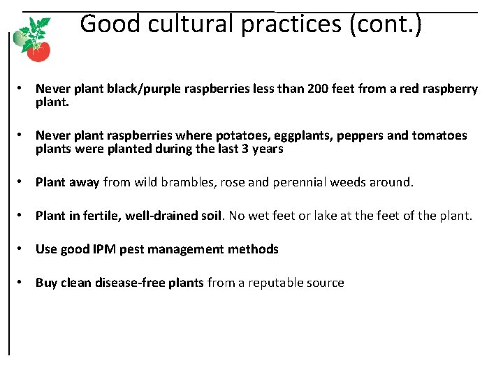 Good cultural practices (cont. ) • Never plant black/purple raspberries less than 200 feet