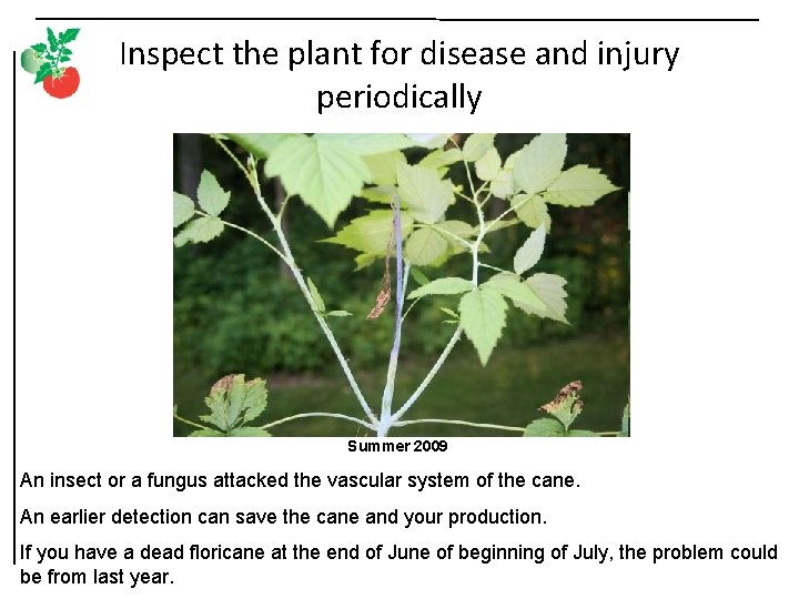 Inspect the plant for disease and injury periodically Summer 2009 An insect or a