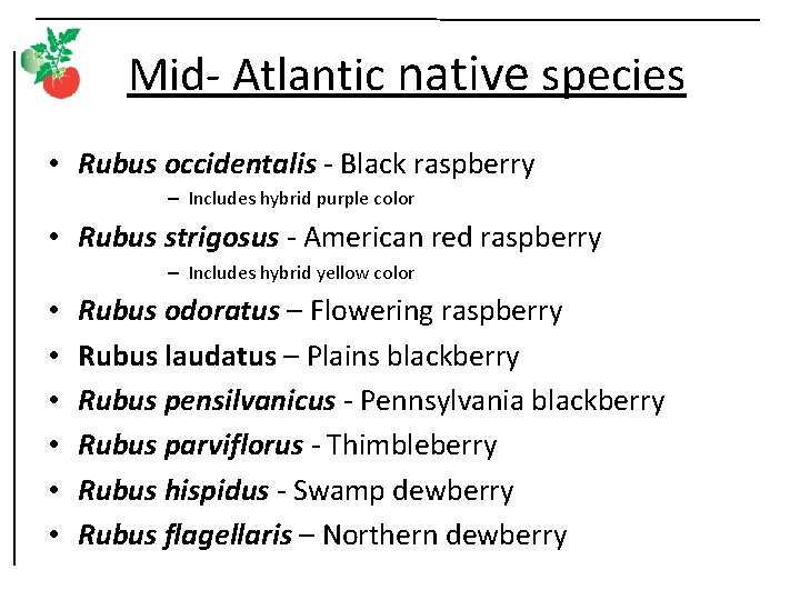 Mid- Atlantic native species • Rubus occidentalis - Black raspberry – Includes hybrid purple