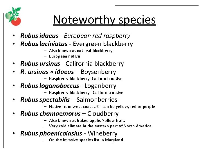 Noteworthy species • Rubus idaeus - European red raspberry • Rubus laciniatus - Evergreen