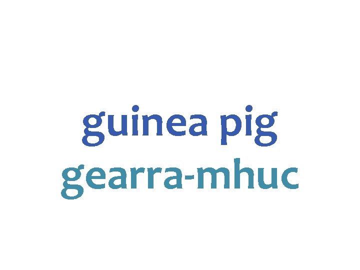 guinea pig gearra-mhuc 