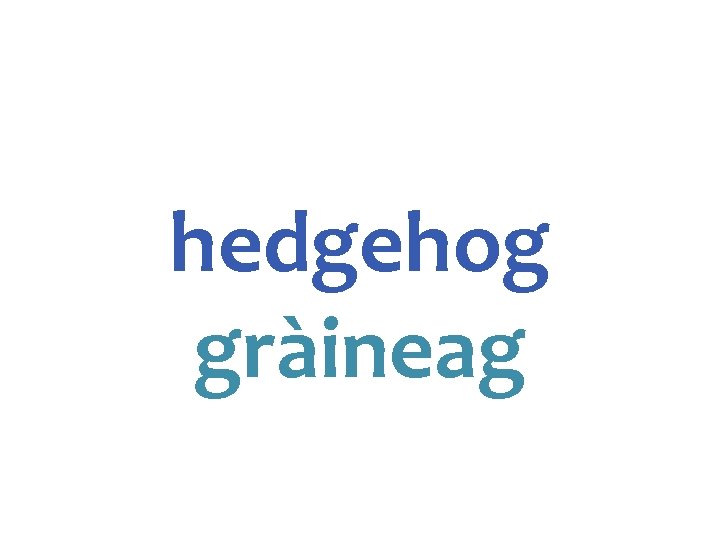 hedgehog gràineag 