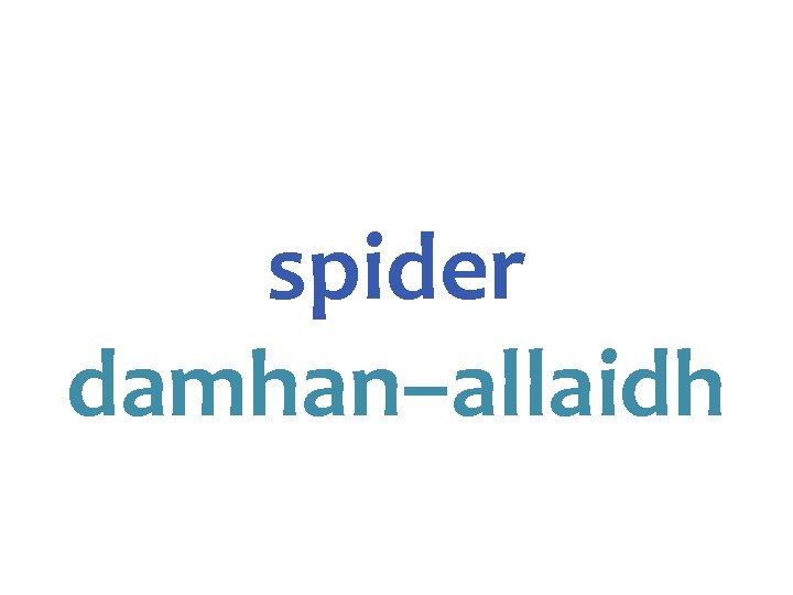 spider damhan–allaidh 