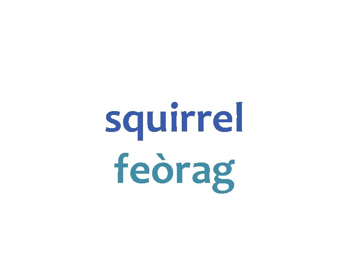 squirrel feòrag 