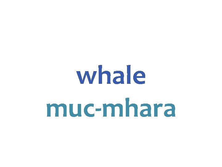 whale muc-mhara 