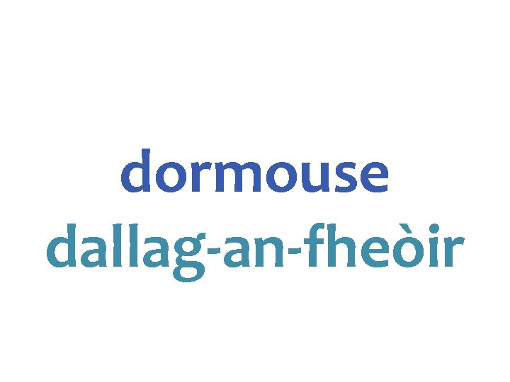 dormouse dallag-an-fheòir 