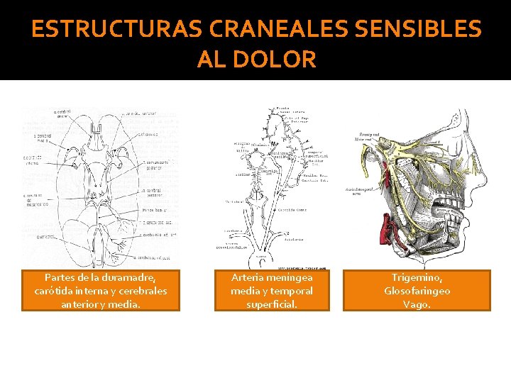 ESTRUCTURAS CRANEALES SENSIBLES AL DOLOR Partes de la duramadre, carótida interna y cerebrales anterior