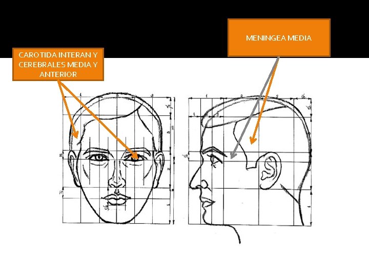 MENINGEA MEDIA CAROTIDA INTERAN Y CEREBRALES MEDIA Y ANTERIOR 