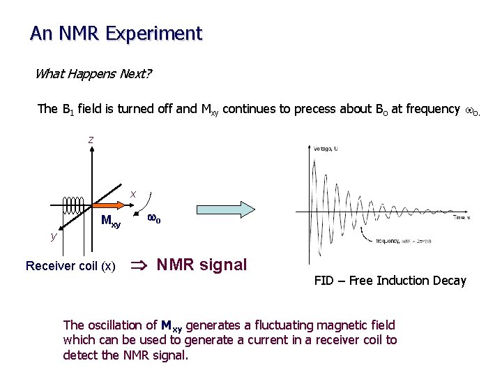 An NMR Experiment What Happens Next? The B 1 field is turned off and