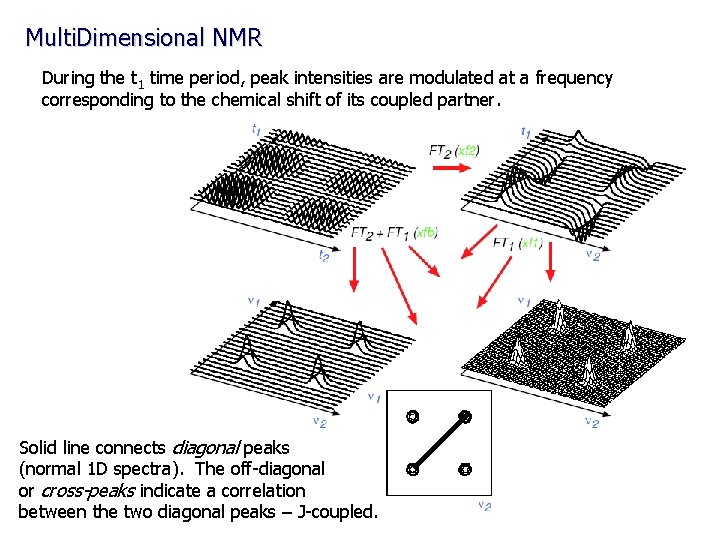 Multi. Dimensional NMR During the t 1 time period, peak intensities are modulated at