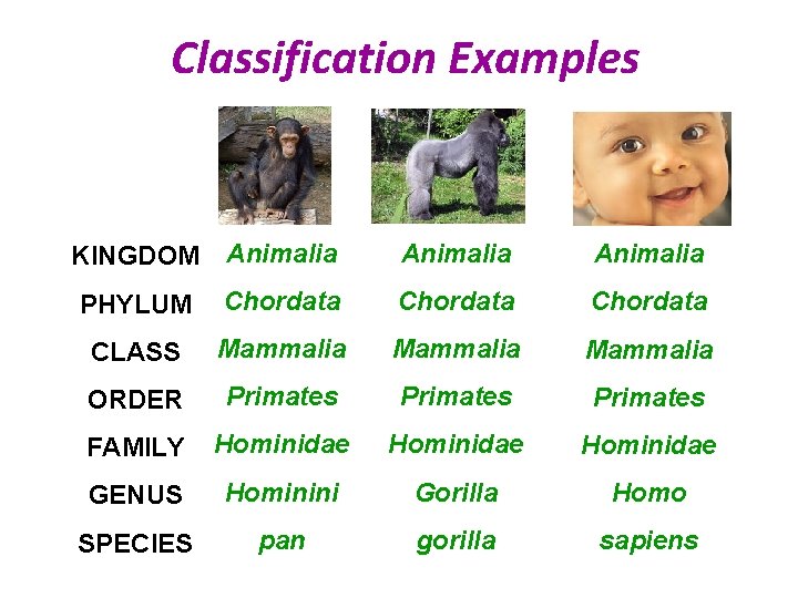 Classification Examples KINGDOM Animalia PHYLUM Chordata CLASS Mammalia ORDER Primates FAMILY Hominidae GENUS Hominini