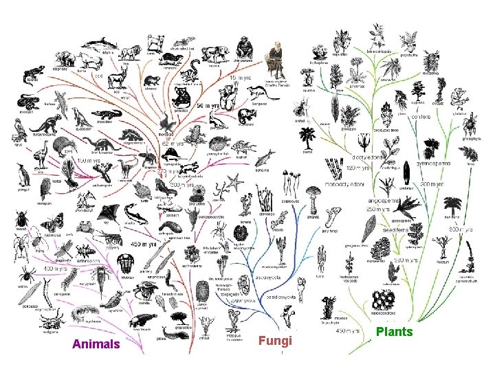 Animals Fungi Plants 