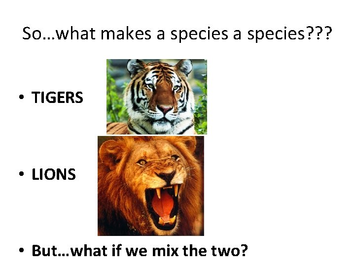 So…what makes a species? ? ? • TIGERS • LIONS • But…what if we