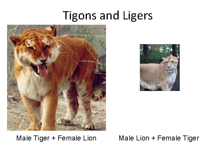 Tigons and Ligers Male Tiger + Female Lion Male Lion + Female Tiger 