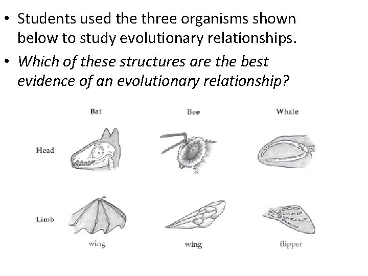  • Students used the three organisms shown below to study evolutionary relationships. •