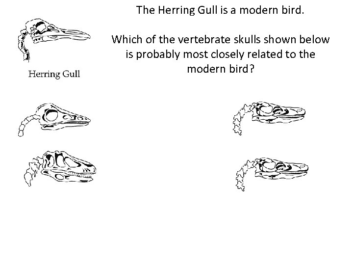 The Herring Gull is a modern bird. Which of the vertebrate skulls shown below