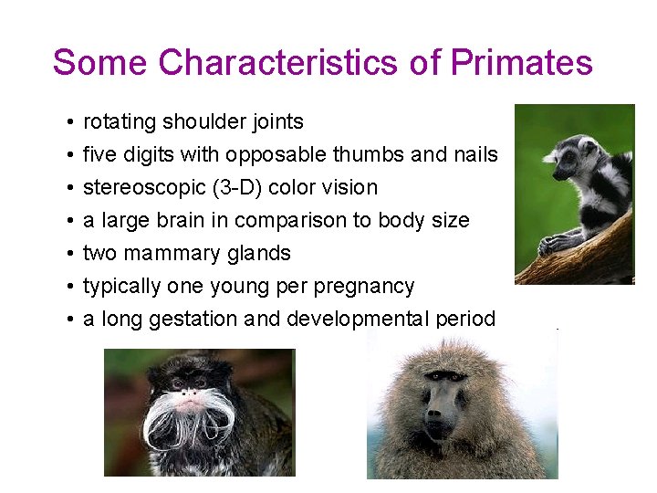 Some Characteristics of Primates • • rotating shoulder joints five digits with opposable thumbs