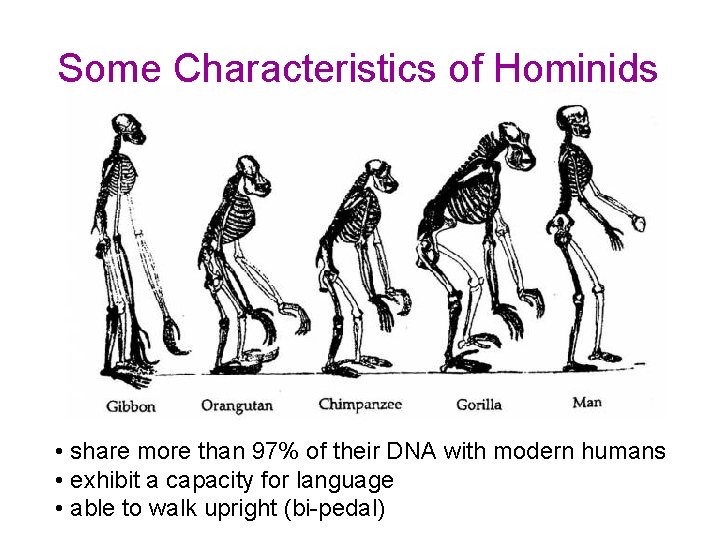 Some Characteristics of Hominids • share more than 97% of their DNA with modern