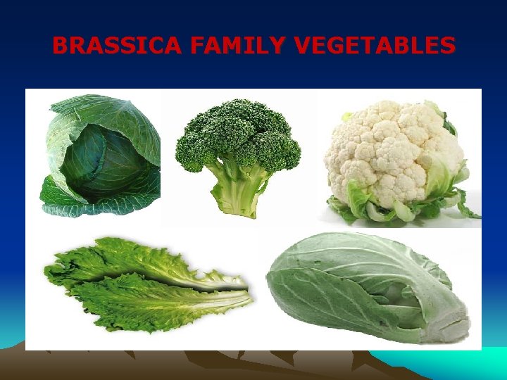 BRASSICA FAMILY VEGETABLES 