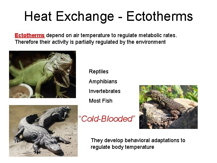 Heat Exchange - Ectotherms depend on air temperature to regulate metabolic rates. Therefore their