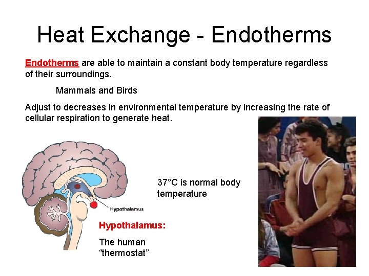 Heat Exchange - Endotherms are able to maintain a constant body temperature regardless of