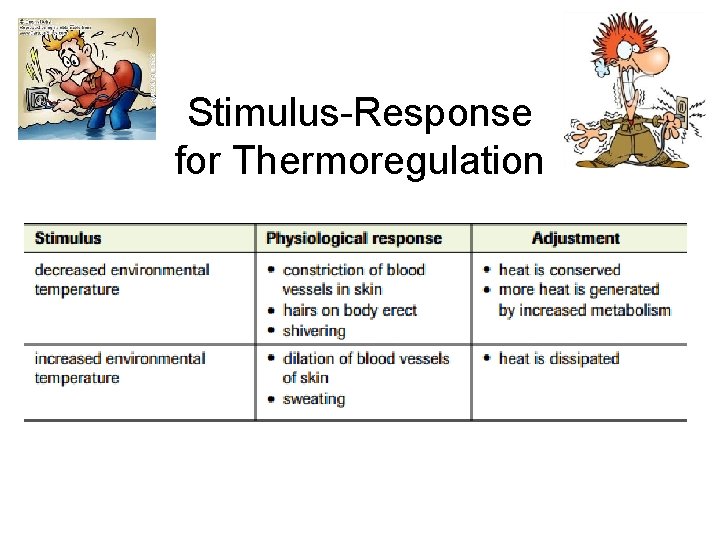 Stimulus-Response for Thermoregulation 