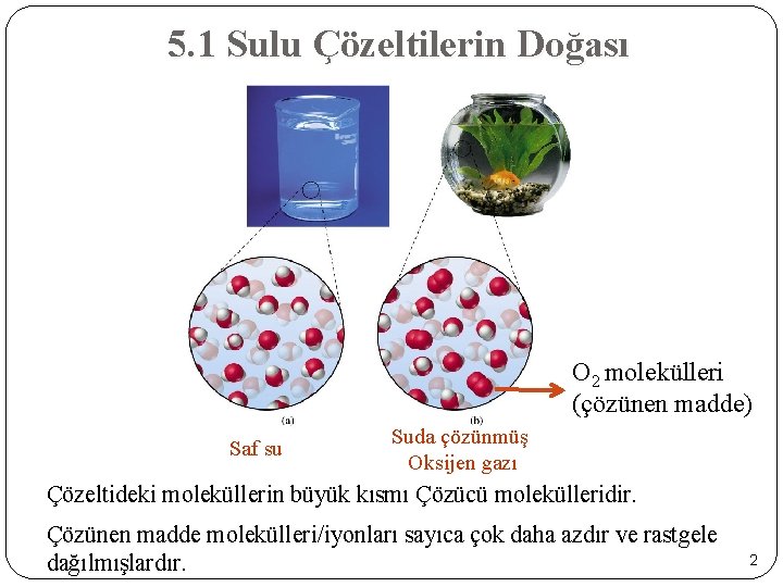 5. 1 Sulu Çözeltilerin Doğası O 2 molekülleri (çözünen madde) Saf su Suda çözünmüş