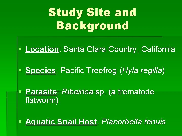 Study Site and Background § Location: Santa Clara Country, California § Species: Pacific Treefrog