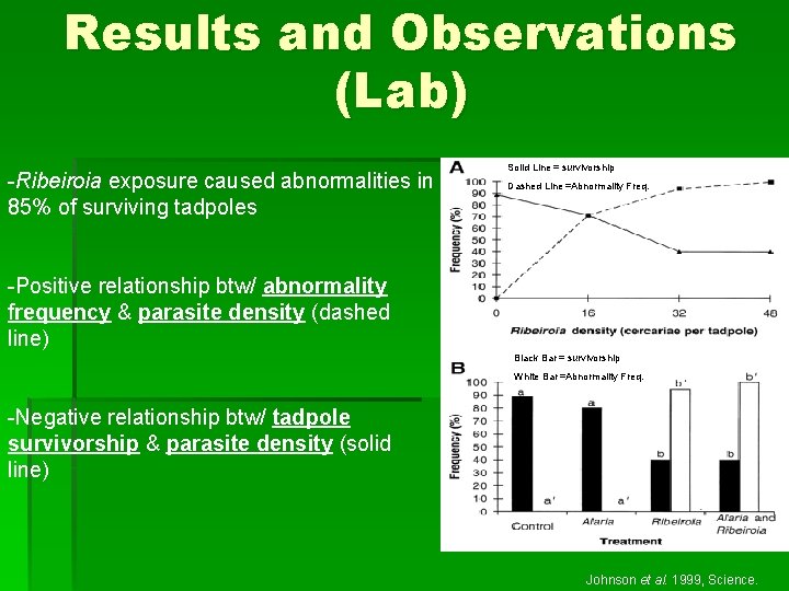 Results and Observations (Lab) -Ribeiroia exposure caused abnormalities in 85% of surviving tadpoles Solid