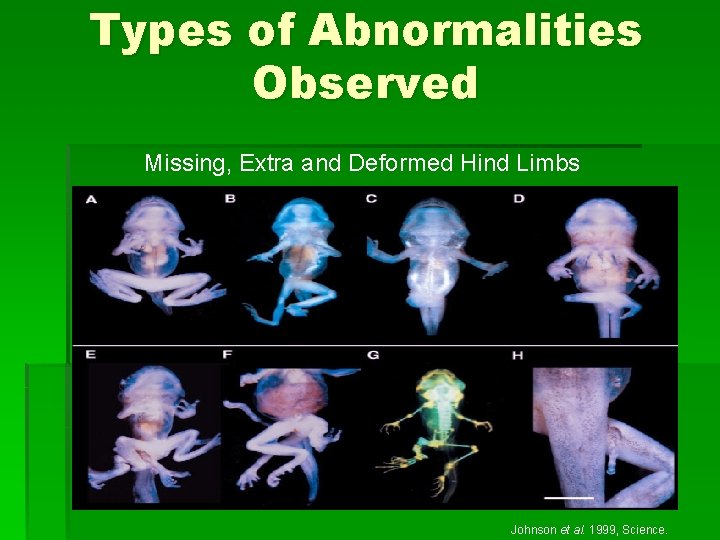 Types of Abnormalities Observed Missing, Extra and Deformed Hind Limbs Johnson et al. 1999,