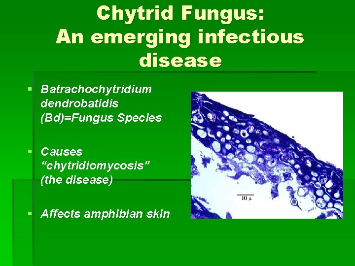 Chytrid Fungus: An emerging infectious disease § Batrachochytridium dendrobatidis (Bd)=Fungus Species § Causes “chytridiomycosis”