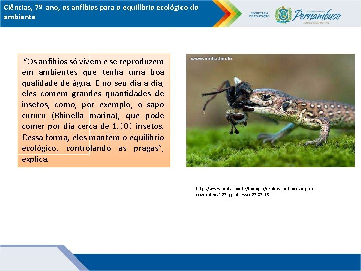 Ciências, 7º ano, os anfíbios para o equilíbrio ecológico do ambiente “Os anfíbios só