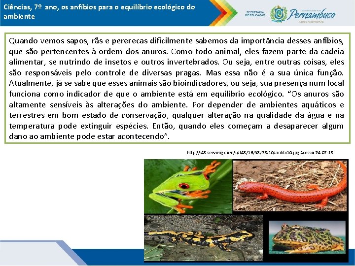 Ciências, 7º ano, os anfíbios para o equilíbrio ecológico do ambiente Quando vemos sapos,