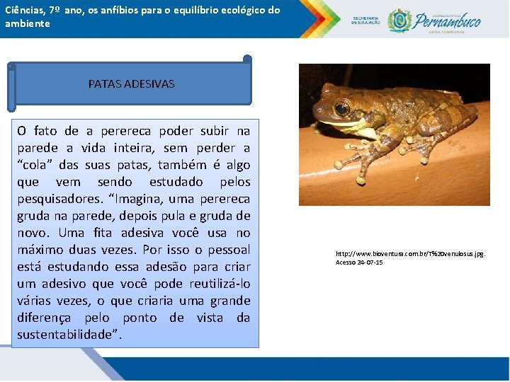 Ciências, 7º ano, os anfíbios para o equilíbrio ecológico do ambiente PATAS ADESIVAS O