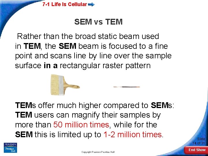 7 -1 Life Is Cellular SEM vs TEM Rather than the broad static beam
