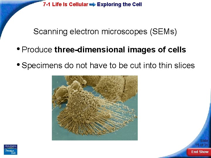7 -1 Life Is Cellular Exploring the Cell Scanning electron microscopes (SEMs) • Produce