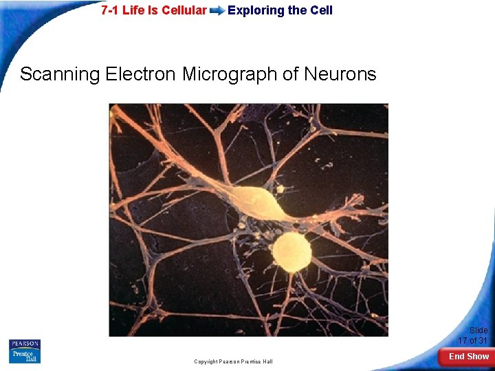 7 -1 Life Is Cellular Exploring the Cell Scanning Electron Micrograph of Neurons Slide