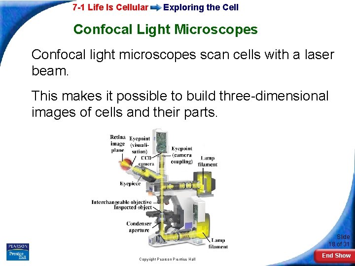 7 -1 Life Is Cellular Exploring the Cell Confocal Light Microscopes Confocal light microscopes