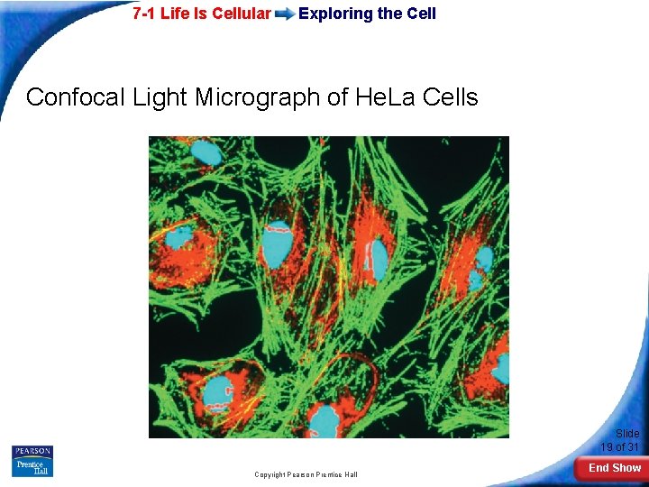 7 -1 Life Is Cellular Exploring the Cell Confocal Light Micrograph of He. La