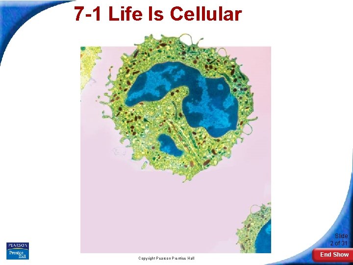 7 -1 Life Is Cellular Slide 2 of 31 Copyright Pearson Prentice Hall End
