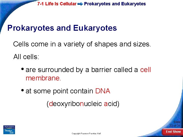 7 -1 Life Is Cellular Prokaryotes and Eukaryotes Cells come in a variety of