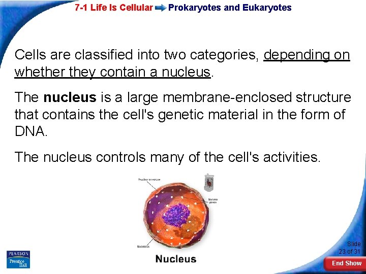 7 -1 Life Is Cellular Prokaryotes and Eukaryotes Cells are classified into two categories,