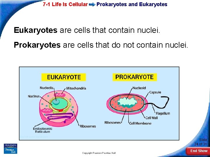 7 -1 Life Is Cellular Prokaryotes and Eukaryotes are cells that contain nuclei. Prokaryotes