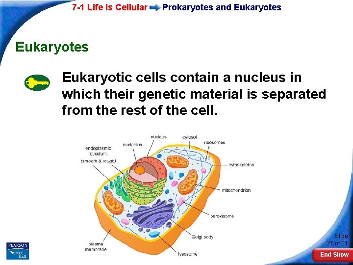 7 -1 Life Is Cellular Prokaryotes and Eukaryotes Eukaryotic cells contain a nucleus in