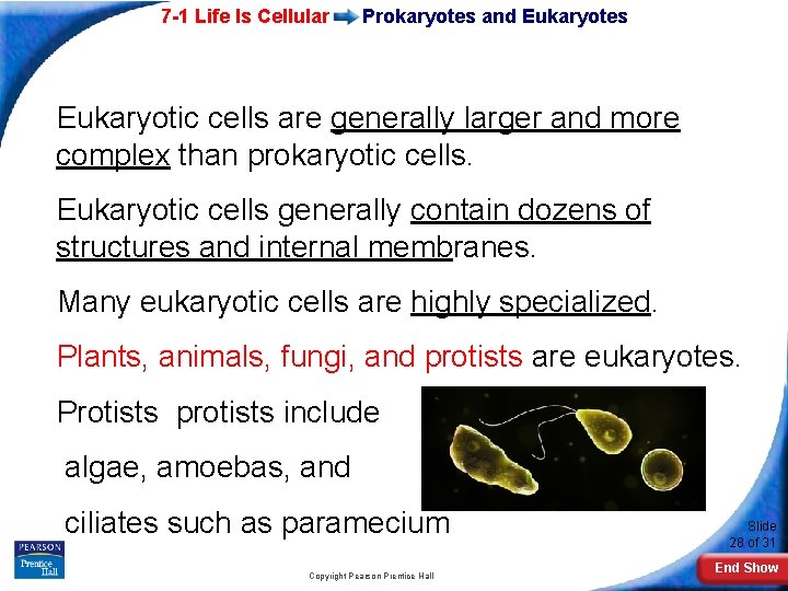 7 -1 Life Is Cellular Prokaryotes and Eukaryotes Eukaryotic cells are generally larger and