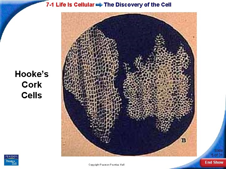 7 -1 Life Is Cellular The Discovery of the Cell Hooke’s Cork Cells Slide