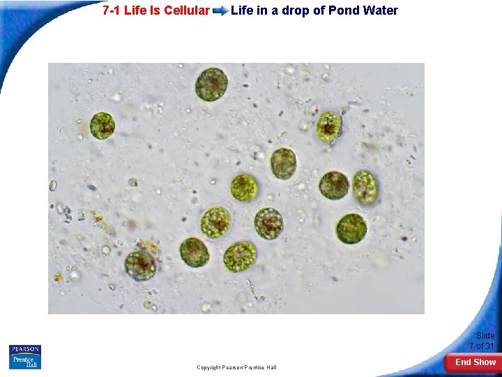 7 -1 Life Is Cellular Life in a drop of Pond Water Slide 7