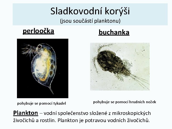 Sladkovodní korýši (jsou součástí planktonu) perloočka pohybuje se pomocí tykadel buchanka pohybuje se pomocí